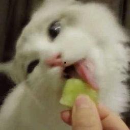 娱乐吃瓜猫捉鸟是真的吗